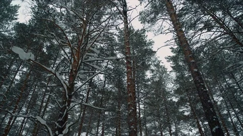 Snow, forest, nature, winter, trees 動画素材 131617853