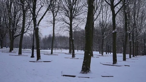 Snow forest pan 2 Stock Footage 99389373