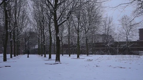 Snow forest pan Stock Footage 99389682