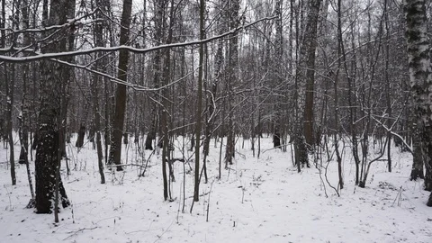Snow forest panorama Stock Footage 100023617