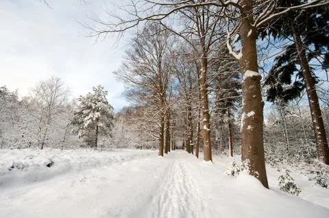 Snow in the forest Stock Photos