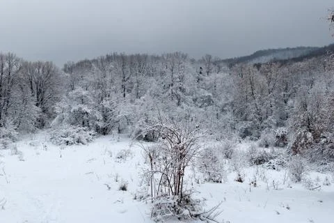 Snow forest Stock Photos