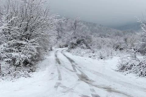 Snow forest Stock Photos