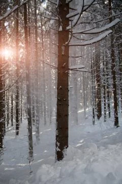 Snow in the forest Stock Photos