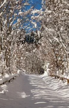 Snow in the forest Stock Photos