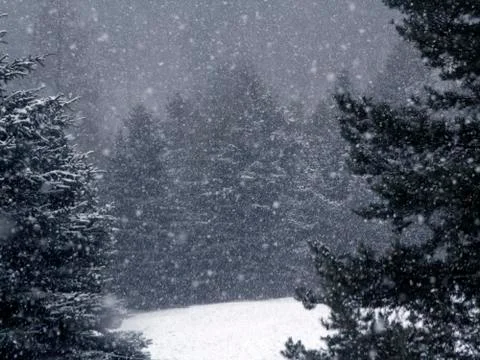 Snow in the forest Stock-Fotos