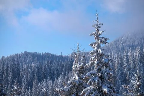 Snow forest Foto stock