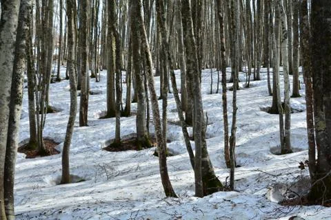 Snow in the forest Stockfoto's