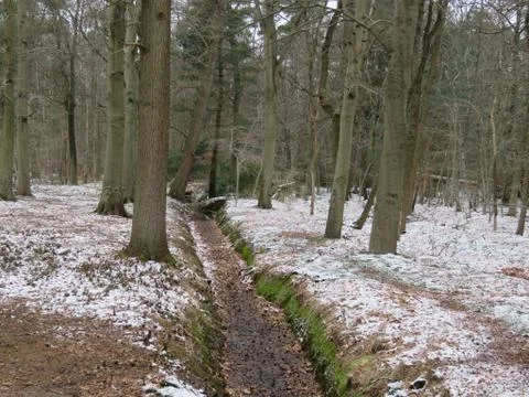 Snow in forest 스톡 사진