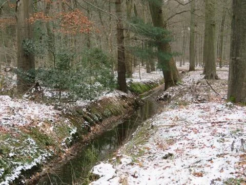Snow in forest 스톡 사진