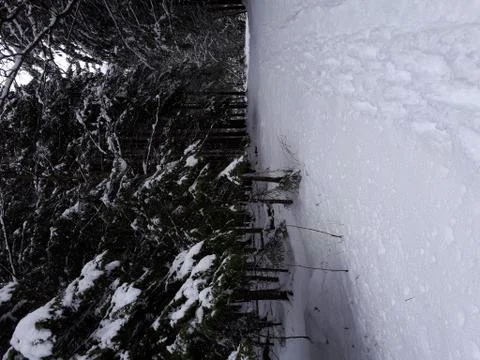 Snow in the forest Stock Photos