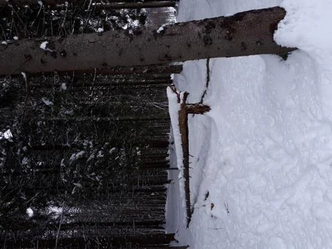 Snow in the forest Stock Photos