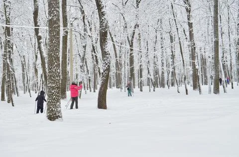 Snow in the forest Stock Photos