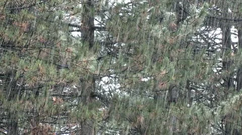 Snow in forest, pine branches Stock Footage 8840810