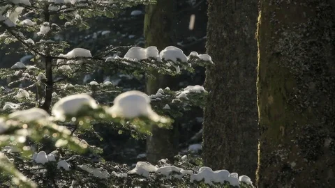 Snow on forest pine trees. Winter in the forest. Cold temperature. Sunny weather Stock Footage 99058828