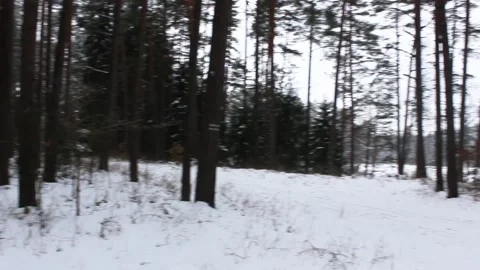 Snow forest Poland 2018 스톡 동영상 145437217