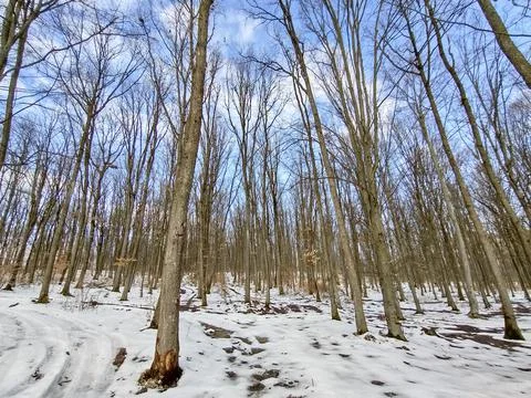 Snow in the forest in Romania Stock Photos