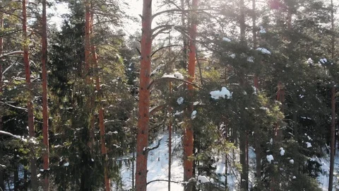 Snow forest shooting with camera going up. Snow falling from the branches. Stock Footage 87554344