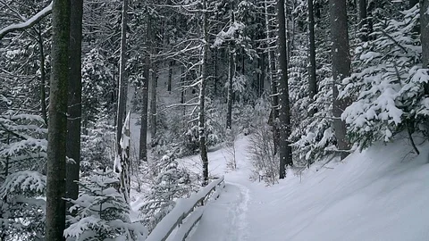 Snow in the forest slow motion Video stock 99657507