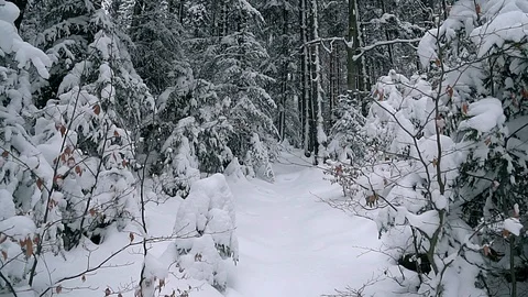 Snow in the forest slow motion Stock Footage 99800636