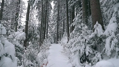 Snow in the forest slow motion Video stock 100160284