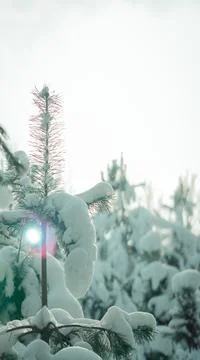 Snow forest sunlight 写真素材