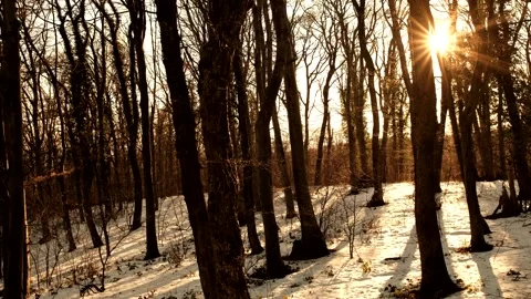 Snow Forest Sunset Video stock 167173386
