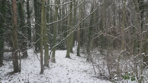 Snow Forest Tilt Down 4K Stock Footage 84068877