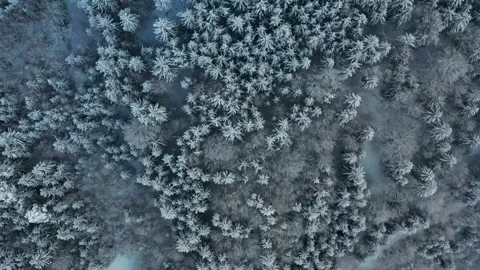 Snow Forest  Top down total 스톡 동영상 169020724