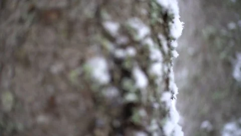 Snow forest  tree Stock Footage 113356176