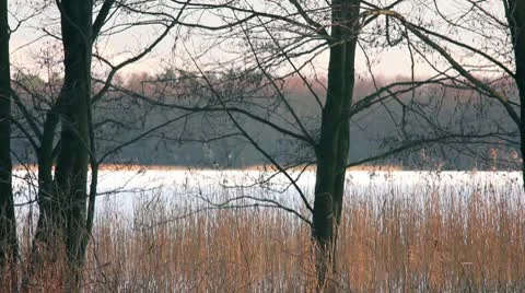 Snow forest, tree lake reed winter Stock Footage 10736920