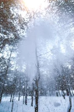 Snow forest tree Stock Photos