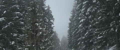 Snow, forest, trees, mountain, winter Stock Footage 93559052
