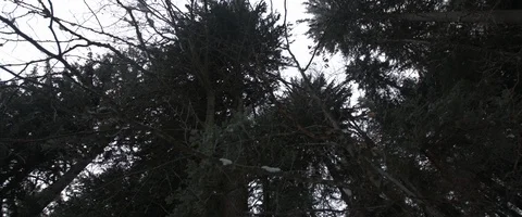 Snow, forest, trees, mountain, winter Stock Footage 93618611