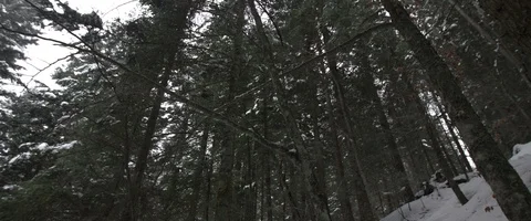 Snow, forest, trees, mountain, winter Stock Footage 93647967