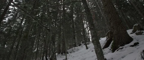 Snow, forest, trees, mountain, winter Stock Footage 93653117