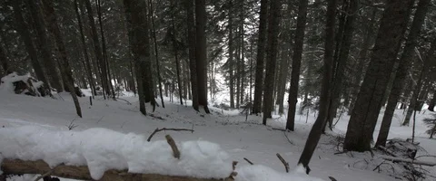 Snow, forest, trees, mountain, winter Stock Footage 93653701