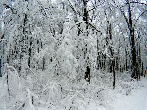 Snow in the forest in the trees Stock Photos