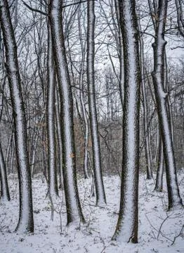Snow in the forest in the trees Stock Photos