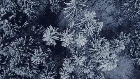 Snow Forest Trees in Winter Weather Season Video stock 88623243