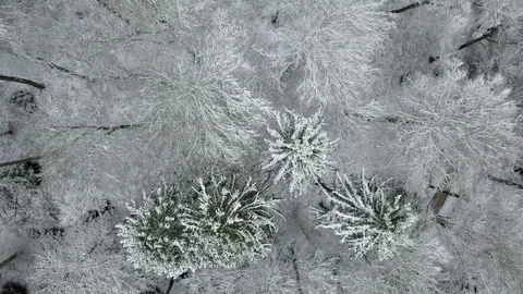 Snow Forest Trees in Winter Weather Season Stock Footage 88623893