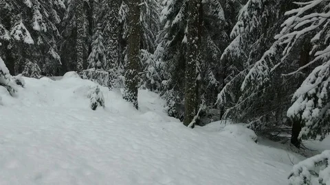 Snow in a forest - Walk in a forest in winter Stock Footage 72237597