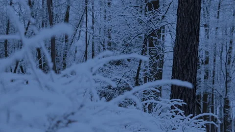 Snow in the forest. White snow covered trees, bushes, branches, trunks. Night Stock Footage 113105909