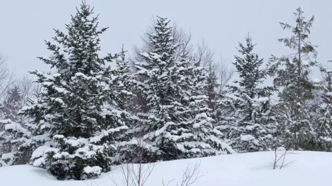 Snow in the forest, winter landscape. Stock Footage 283682457