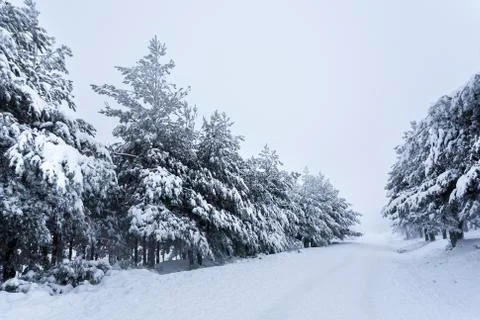 Snow forestA pine forest covered by snow during the cold winter. Stock Photos