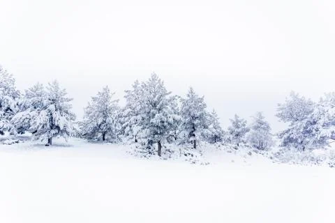 Snow forestA pine forest covered by snow during the cold winter. Stock Photos