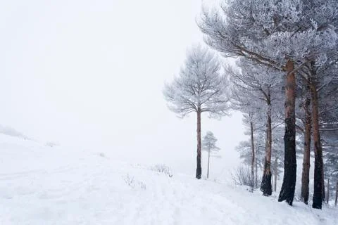 Snow forestA pine forest covered by snow during the cold winter. Stock Photos