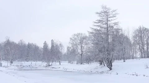 Snow in forrest Stock Footage 314908757