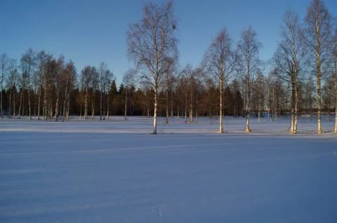 Snow forrest Stock Photos
