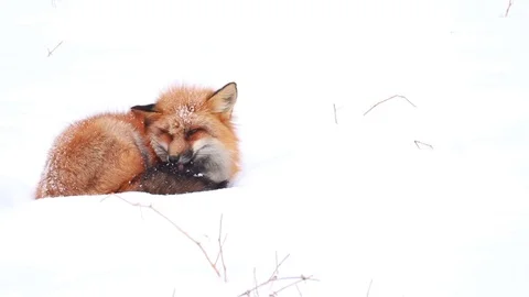 Snow Fox Scratching Stock Footage 102109591